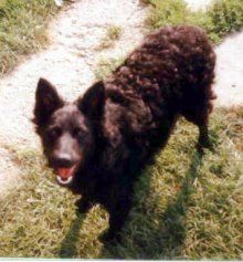 Kroatischer Schäferhund Hunde Foto 1605 Kroatischer Schäferhund Pipica Slavonski Brod - female