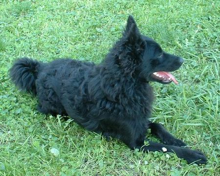 Kroatischer Schäferhund Sandokan Slavonski Brod - male