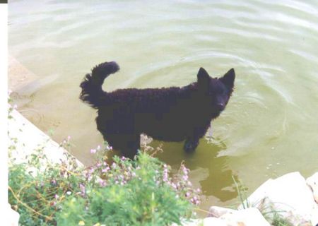 Kroatischer Schäferhund Sarah Slavonski Brod - female