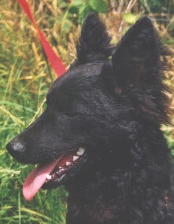 Kroatischer Schäferhund Snasha Slavonski Brod - female