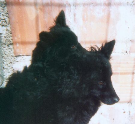Kroatischer Schäferhund Hunde Foto 1614 Kroatischer Schäferhund Tera Od Vranih Bisera&Tandora Od Vranih Bisera- sisters