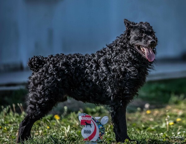 Kroatischer Schäferhund Airon welt sieger 2017 Europa sieger 2018,2019 