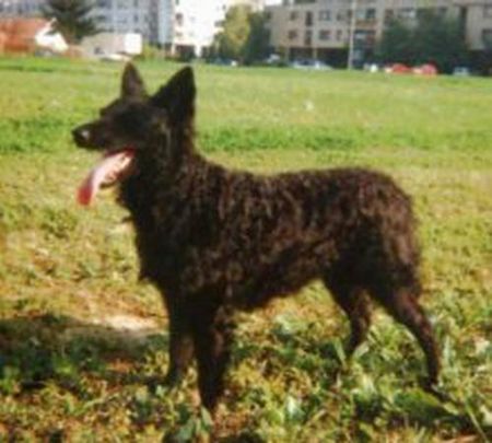 Kroatischer Schäferhund Tena Od Vranih Bisera - female