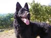 Kroatischer Schäferhund Foto: Mona, 1 Jahr alt, freut sich auf Hundebekanntschaften (ID 12006) Kroatischer Schäferhund Hund