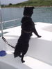 Kroatischer Schäferhund Foto: Blacky endlich aus seinem Schiff! (ID 28386) Kroatischer Schäferhund Hund
