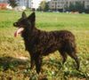 Kroatischer Schäferhund Hund