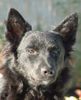 Kroatischer Schäferhund Foto: Severina Slavonski Brod - female (ID 1611) Kroatischer Schäferhund Hund