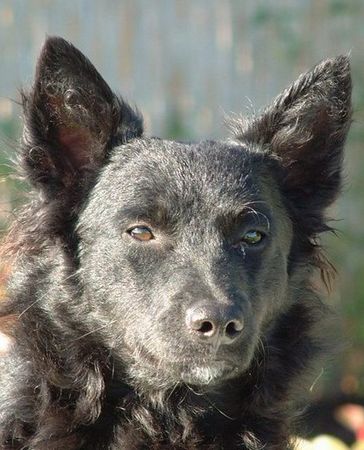 Kroatischer Schäferhund Severina Slavonski Brod - female