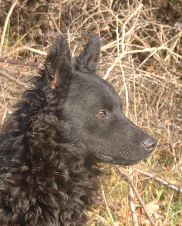 Kroatischer Schäferhund Stella Slavonski Brod - female