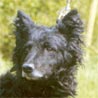 Kroatischer Schäferhund, Hrvatski Ovcar Kroatischer Schäferhund, Hrvatski Ovcar