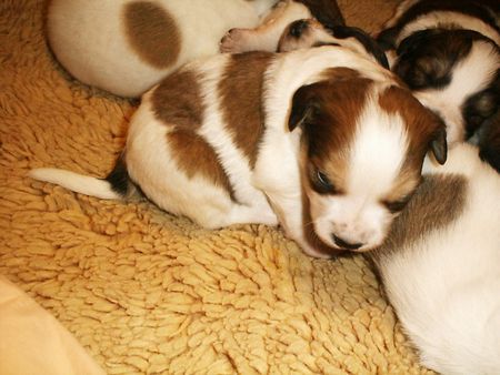 Kromfohrländer Hunde Foto 28640 in höherer Auflösung ansehen Kromfohrländer Sparky