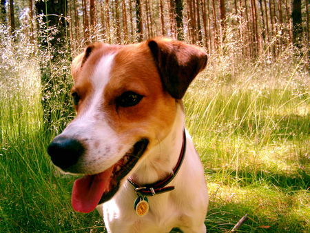Kromfohrländer Hunde Foto 28317 in höherer Auflösung ansehen Kromfohrländer Wald-Freuden: Athos von der Heidehummel
