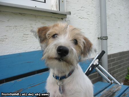 Kromfohrländer Hunde Foto 7400 Kromfohrländer Erbse vom Isarflimmern