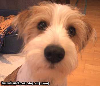 Kromfohrländer Hunde Foto 16922 in höherer Auflösung ansehen Kromfohrländer Fango vom Isarflimmern