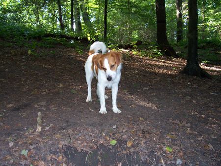 Kromfohrländer Hunde Foto 28544 in höherer Auflösung ansehen Kromfohrländer Sparky\\