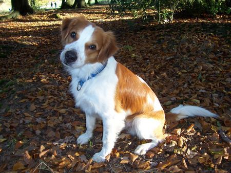 Kromfohrländer Hunde Foto 28542 in höherer Auflösung ansehen Kromfohrländer Sparky