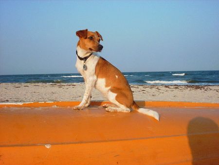 Kromfohrländer Hunde Foto 2627 Kromfohrländer Xeele
