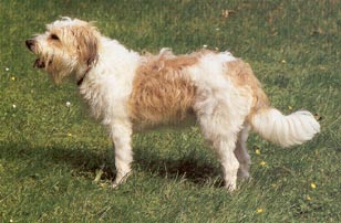 Kromfohrländer Hunde Foto 305 Kromfohrländer