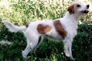 Kromfohrländer Hunde Foto 386 Kromfohrländer
