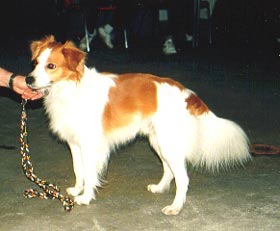 Kromfohrländer Hunde Foto 622 Kromfohrländer Alviro
