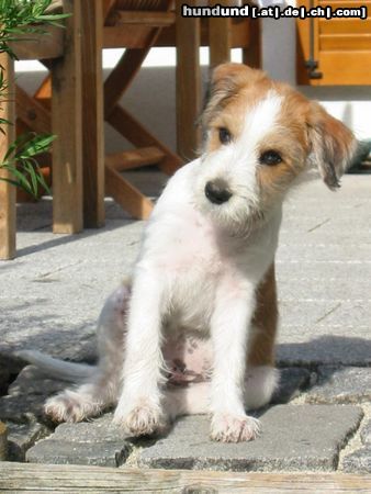 Kromfohrländer Hunde Foto 14740 Kromfohrländer Fango vom Isarflimmern