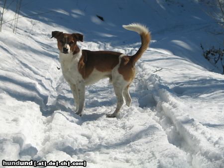 Kromfohrländer Hunde Foto 19799 in höherer Auflösung ansehen Kromfohrländer Esprit am Häfenberg