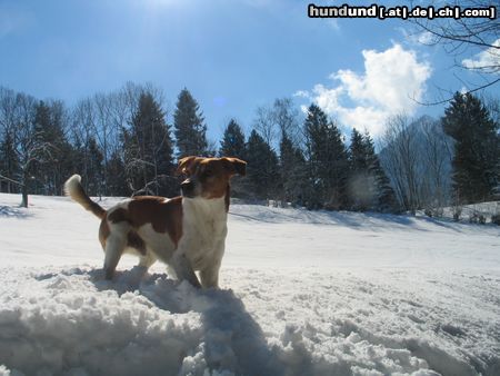 Kromfohrländer Hunde Foto 19798 in höherer Auflösung ansehen Kromfohrländer Esprit vom Stockenerberg