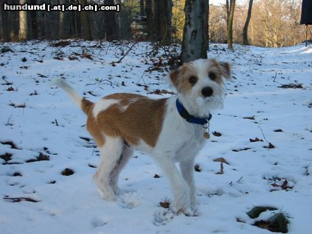 Kromfohrländer Hunde Foto 16518 in höherer Auflösung ansehen Kromfohrländer Fango vom Isarflimmern und sein erster Schnee