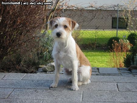 Kromfohrländer Hunde Foto 17313 in höherer Auflösung ansehen Kromfohrländer Fango vom Isarflimmern