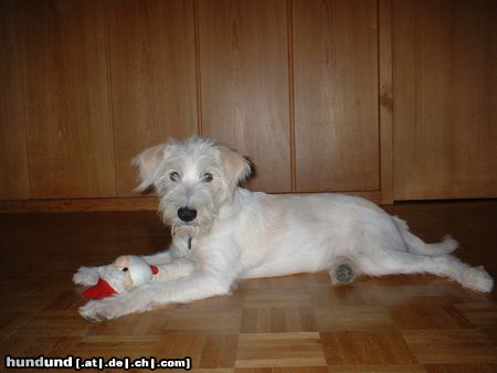 Kromfohrländer Hunde Foto 17491 in höherer Auflösung ansehen Kromfohrländer Frascati vom Isarflimmern