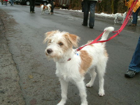 Kromfohrländer Hunde Foto 30951 Kromfohrländer Iti vom Treuter genannt Kira bei der Sauerlandwanderung
