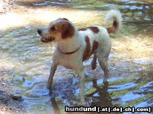 Kromfohrländer Hunde Foto 11854 Kromfohrländer Impressionen vom Kromi-Spaziergang in München