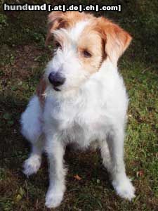 Kromfohrländer Hunde Foto 11859 Kromfohrländer Charisma