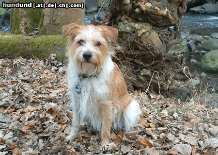 Kromfohrländer Hunde Foto 9272 Kromfohrländer Fine von der Napoleonsnase