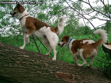 Kromfohrländer Hunde Foto 11499 Kromfohrländer Farina und Fennek (Sparky)vom Wiehenhorst