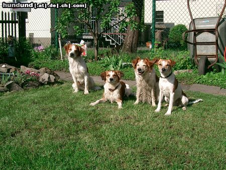 Kromfohrländer Hunde Foto 11498 Kromfohrländer Fennek vom Wiehenhorst mit seiner Schwester Oma und Mutter
