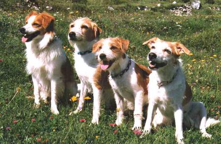 Kromfohrländer Hunde Foto 746 Kromfohrländer Links Glatthaarrüde (ohne Bart) und 3 rauhhaarige Hündinnen (mit Bart)