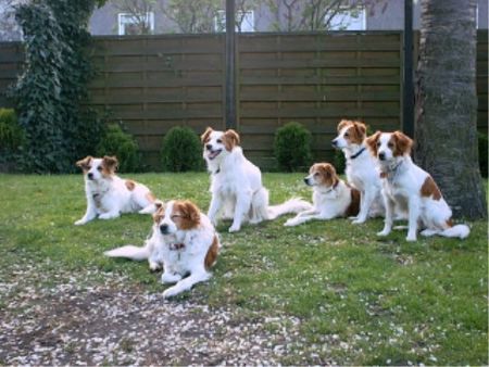 Kromfohrländer Hunde Foto 2368 Kromfohrländer 6 Kromfohrländer-Hündinnen in Dorsten
