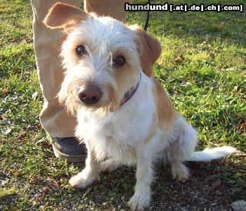 Kromfohrländer Hunde Foto 16697 in höherer Auflösung ansehen Kromfohrländer Dizzy vom Isarflimmern