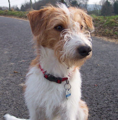 Kromfohrländer Hunde Foto 28285 in höherer Auflösung ansehen Kromfohrländer Ailin (Amelie) von Villa Mondi