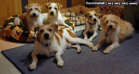 Kromfohrländer Hunde Foto 16630 Kromfohrländer Aember,Fips,Aljoscha,Amena und Denise