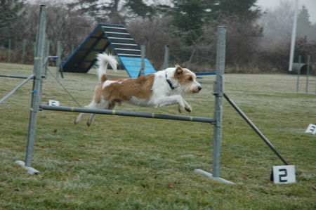 Kromfohrländer Hunde Foto 36567 in höherer Auflösung ansehen Kromfohrländer Fango vom Isarflimmern beim Agilitytraining