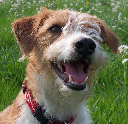 Kromfohrländer Hunde Foto 31919 Kromfohrländer Ailin (Amelie) von Villa Mondi