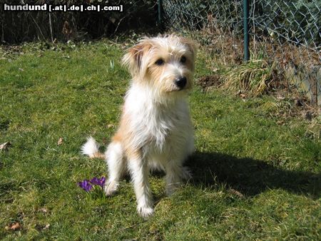 Kromfohrländer Hunde Foto 9866 Kromfohrländer Hab ich jetzt den Frühling gefunden?