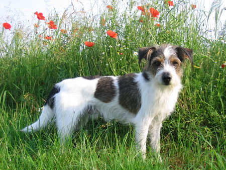 Kromfohrländer Andro (Andro von den Lahrberger Weegen)