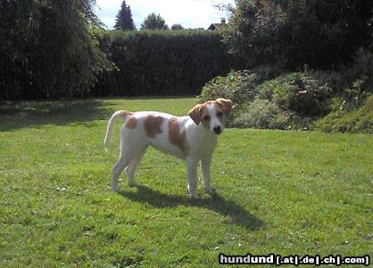 Kromfohrländer Hunde Foto 23322 Kromfohrländer Ashanti von Asowe/ 4 Monate alt/ Glatt-Kurz