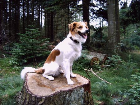 Kromfohrländer Hunde Foto 28213 Kromfohrländer Atego in Dänemark