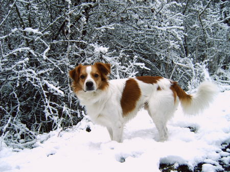 Kromfohrländer Hunde Foto 28214 Kromfohrländer Atego vom Glatten Kiesel