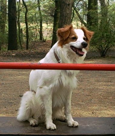 Kromfohrländer Hunde Foto 2369 Kromfohrländer Atego vom Bellenbrünnle