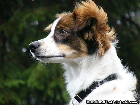 Kromfohrländer Hunde Foto 26381 in höherer Auflösung ansehen Kromfohrländer Beppo vom Burgkopf